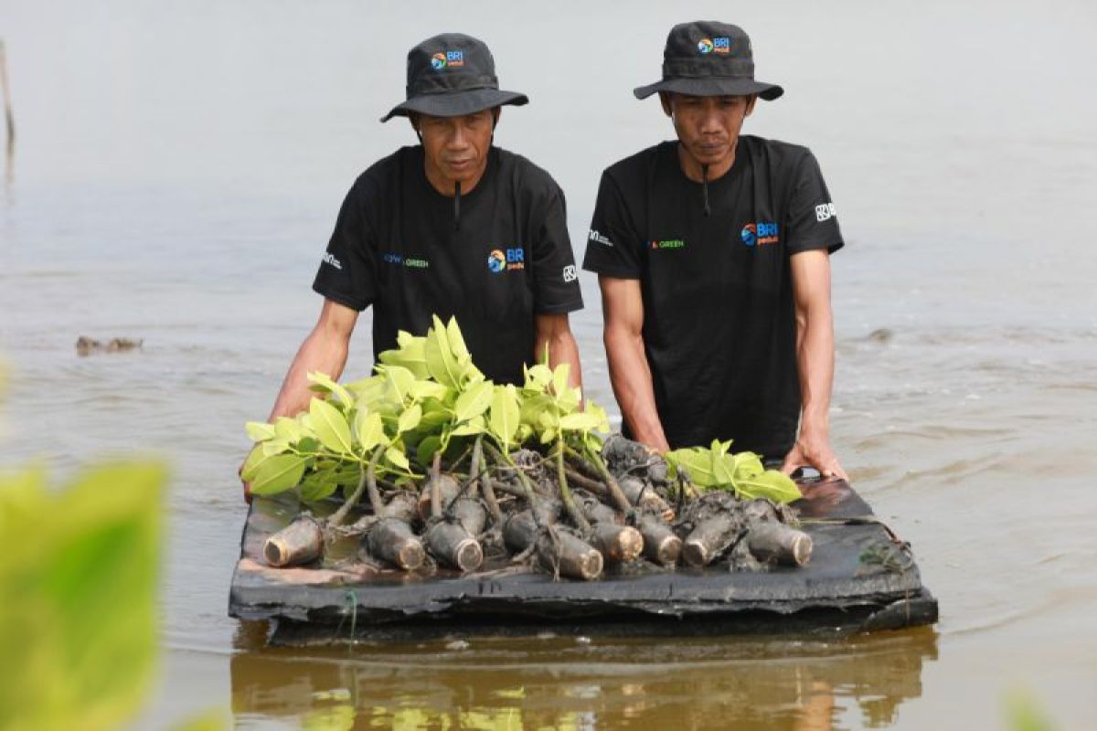 Selamatkan lahan kritis akibat abrasi, BRI salurkan ribuan bibit mangrove di Muaragembong