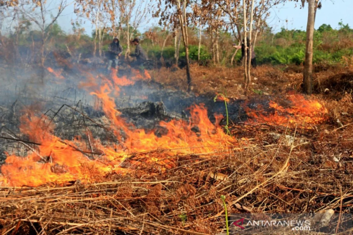 Karhutla di Aceh meningkat,  capai 3.090 hektare hingga Juli 2024