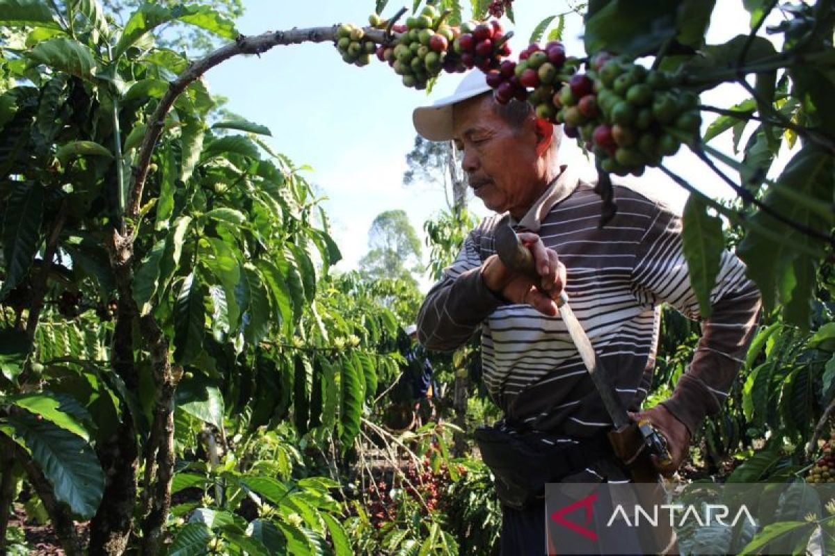 Mengenal komoditas kopi dan kebudayaan Lampung Barat