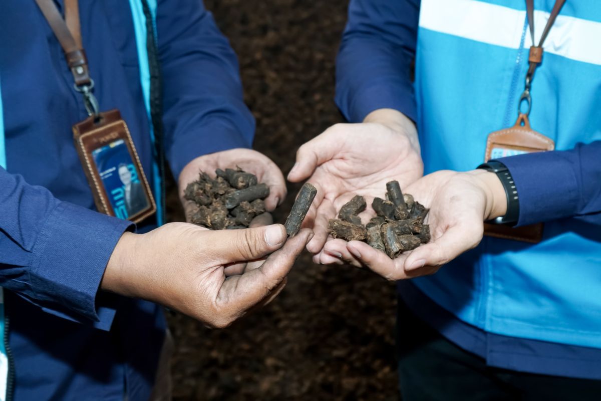 PLN IP gunakan tandan kosong sawit untuk biomassa di PLTU Sintang