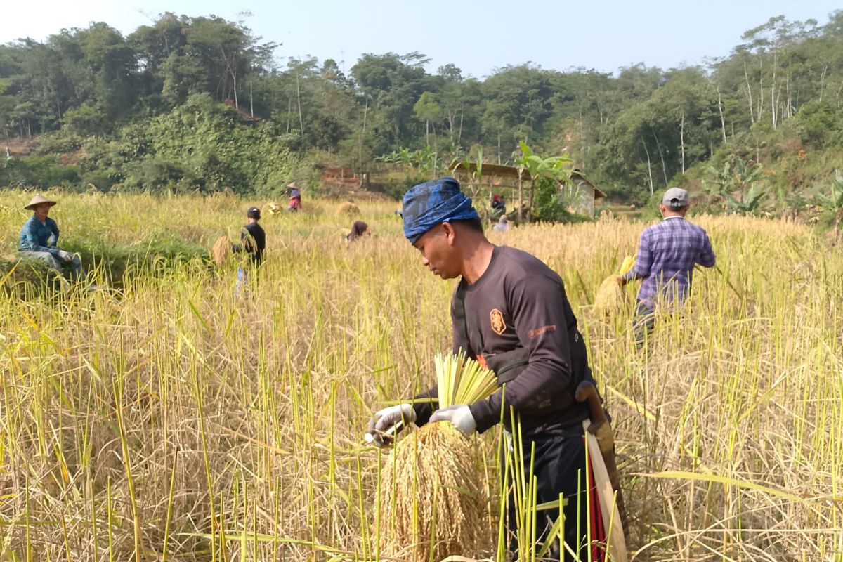 Petani kasepuhan adat di Cibeber Lebak panen raya padi lokal