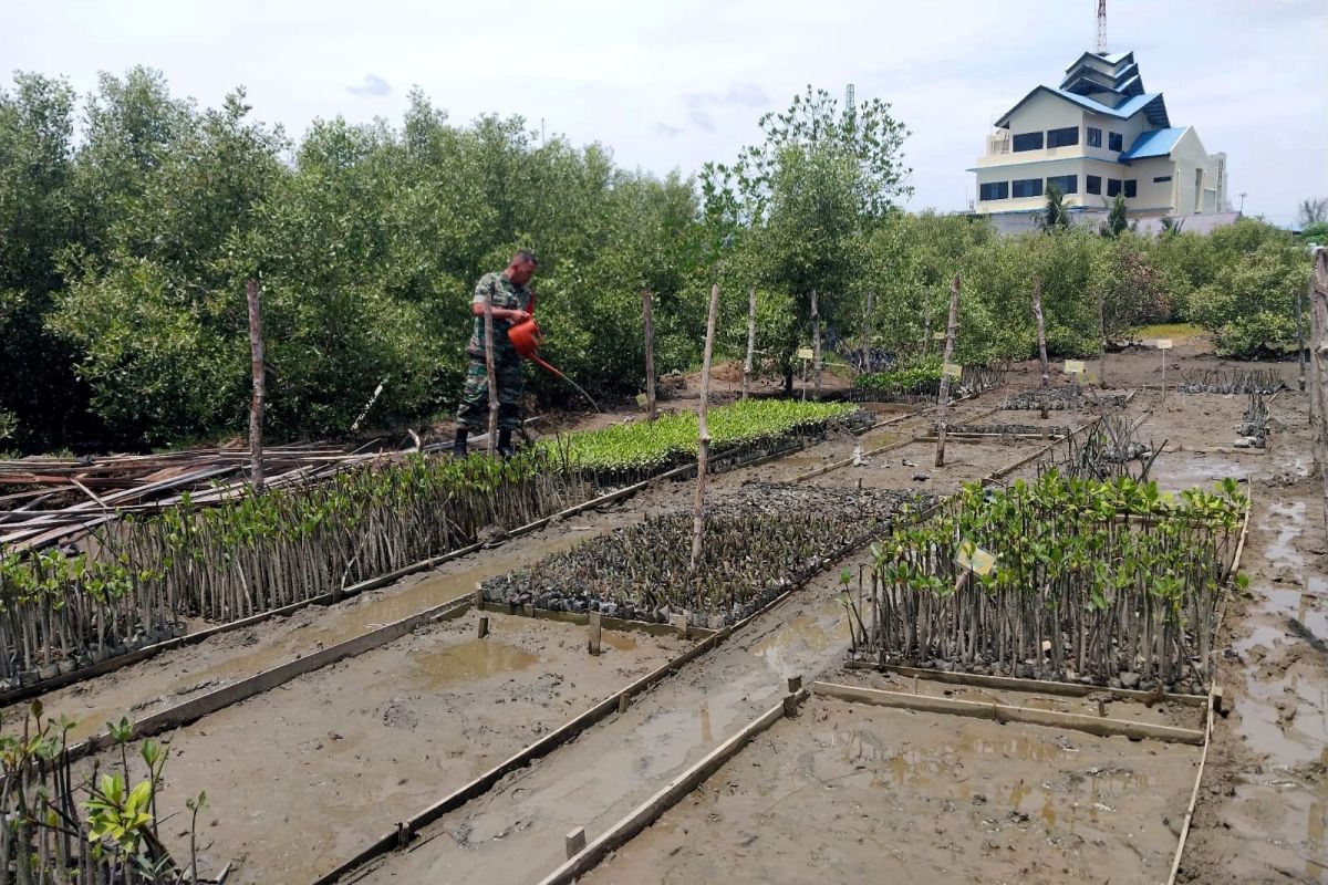 Kodim 0101/Kota Banda Aceh semai 17 ribu bibit mangrove