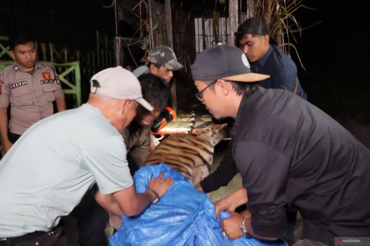 Global Tiger Day momentum jaga spesies harimau Sumatra