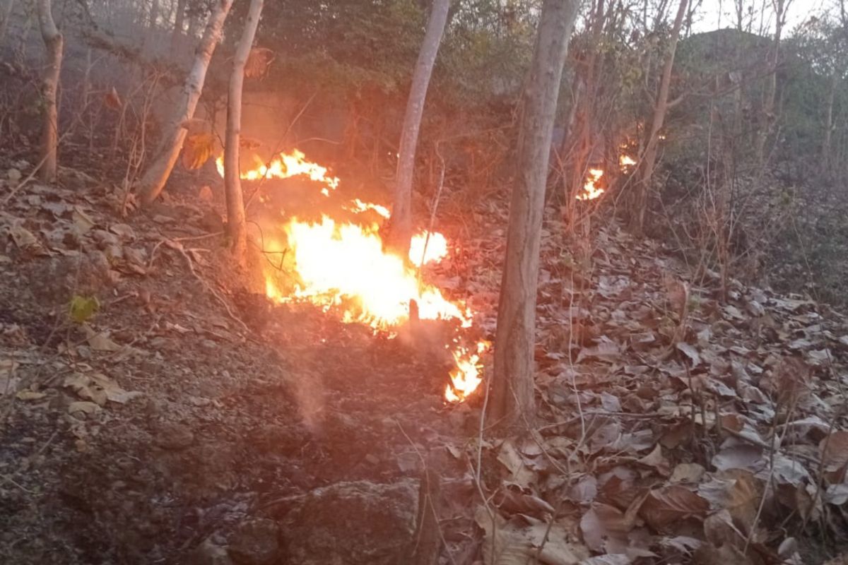 BPBD tangani kebakaran hutan di Kabupaten Bima