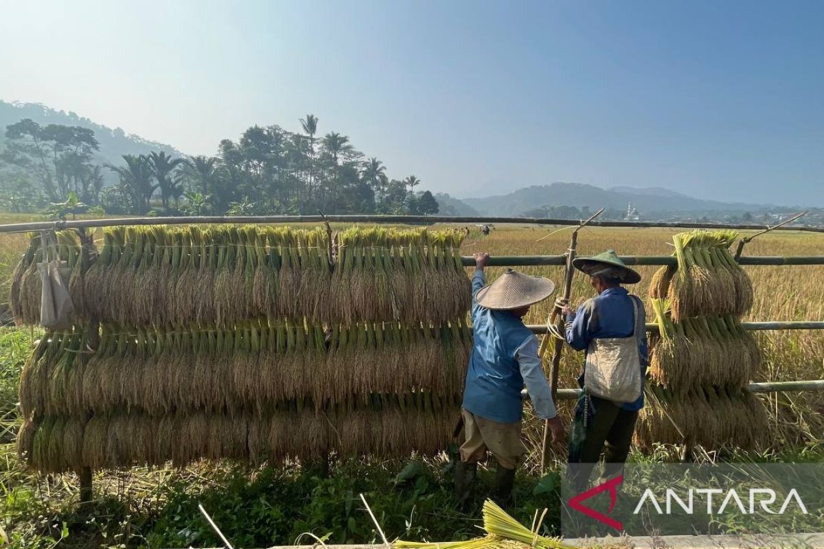 Melihat dari dekat tradisi panen raya masyarakat adat Kasepuhan Citorek