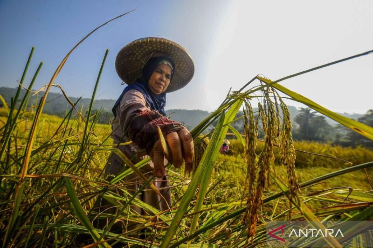 Gapoktan Lebak penuhi pangan sukseskan program makan bergizi gratis