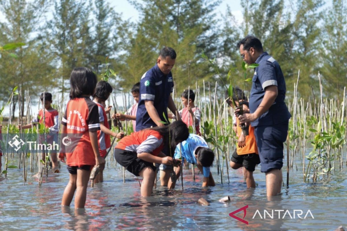 PT Timah tanam 15.500 mangrove di empat wilayah peringati Hari Mangrove Sedunia