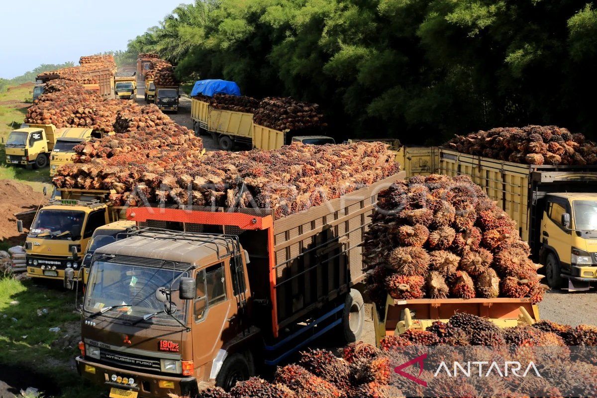 Petani sawit rakyat di Aceh diajak bermitra dengan pabrik, ini manfaatnya