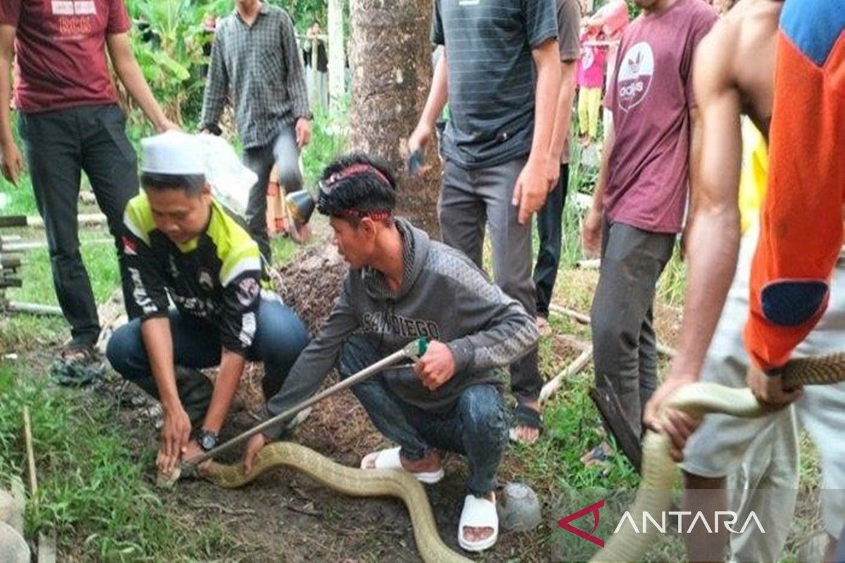 Warga Sungai Pandan HSU Geger Temuan King Kobra, Panjang Hampir Tiga Meter