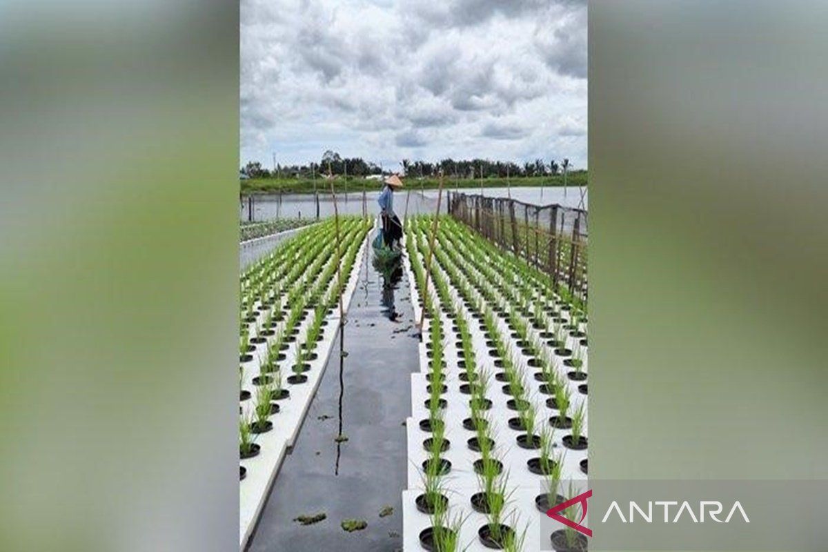 Padi Apung Desa Banyu Hirang Berhasil Dipanen, Gunakan Media Tanam Styrofoam