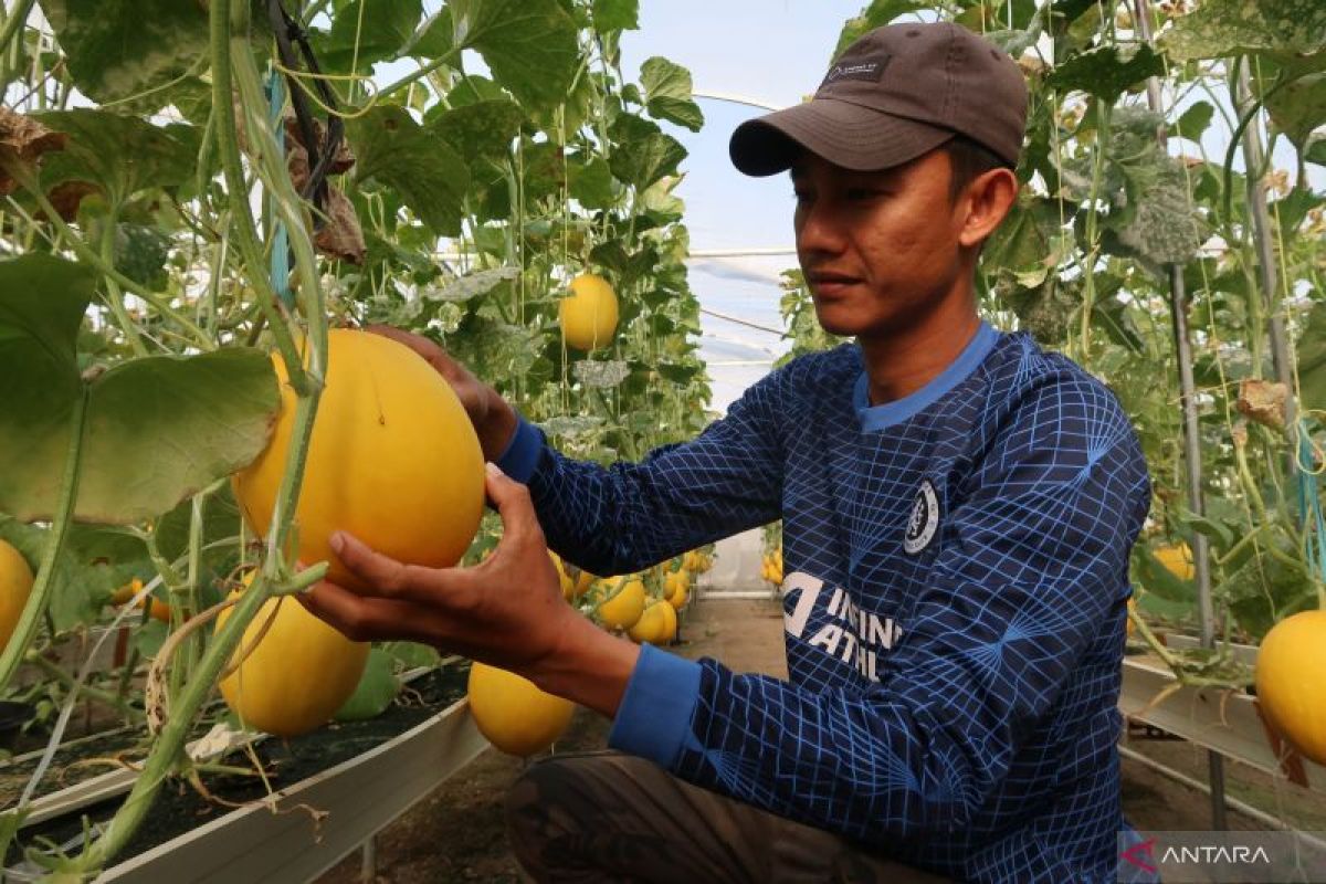 Berkah melon emas di Lombok Barat