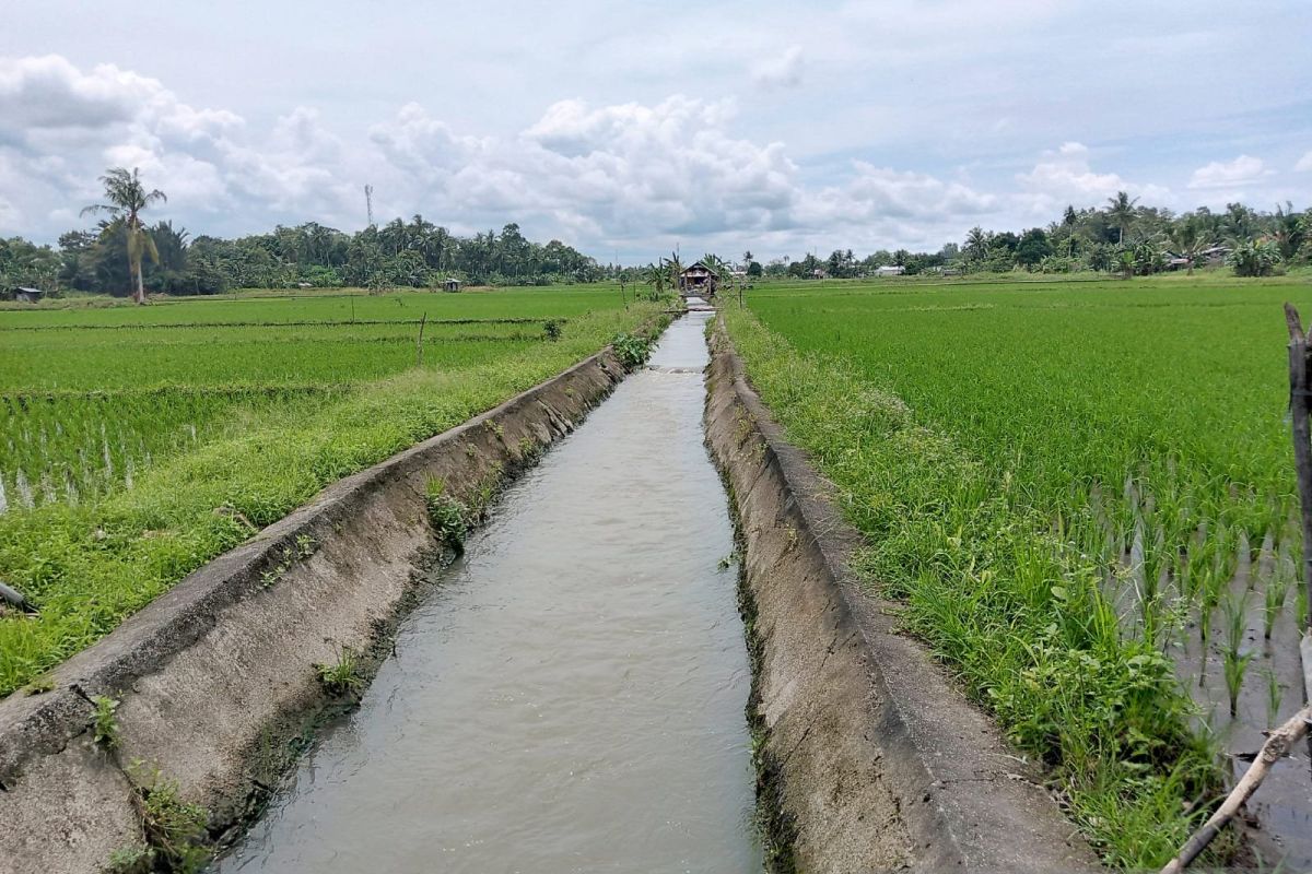 DKPP Belitung minta petani antisipasi kekeringan saat kemarau