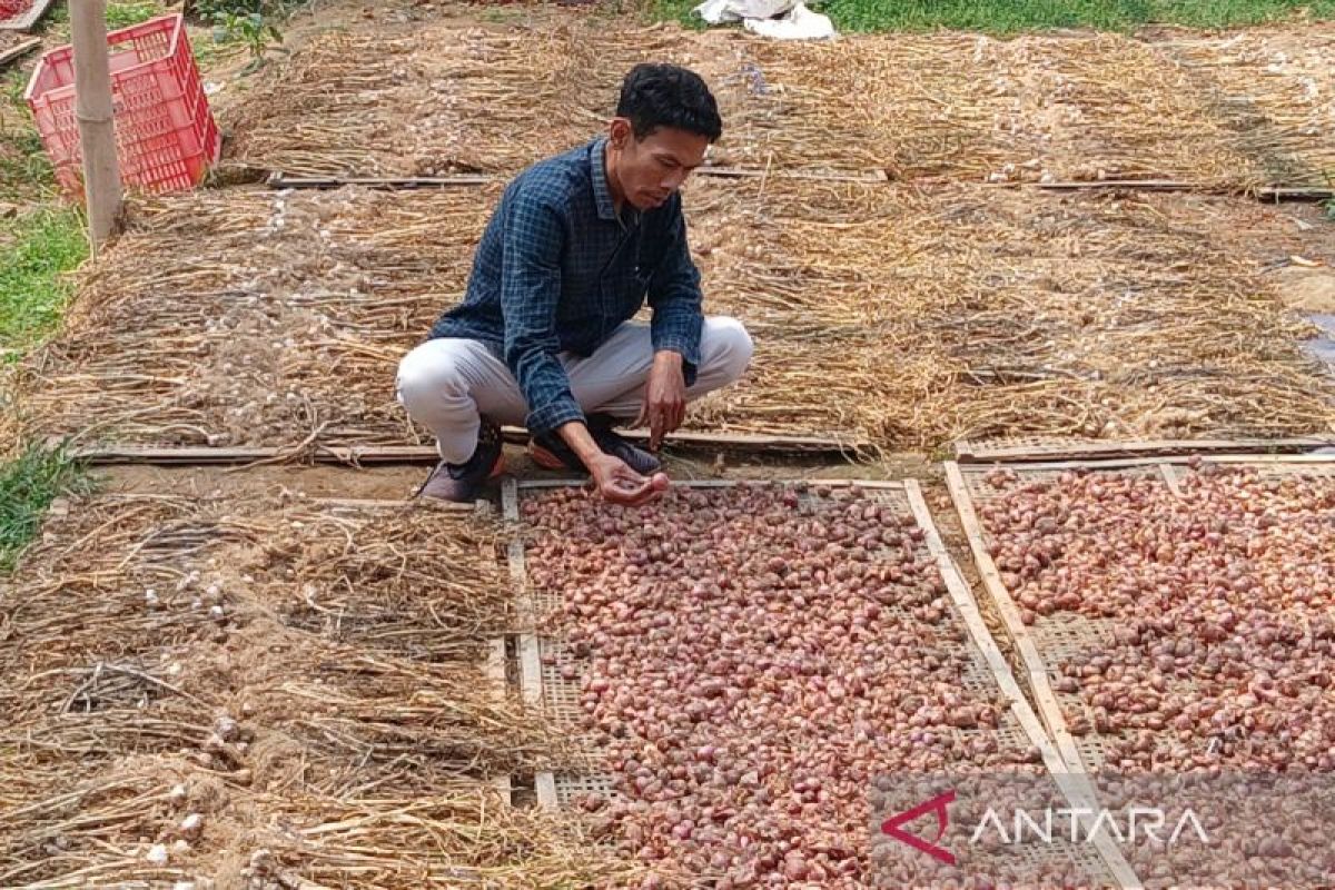 Sejumlah wilayah di Temanggung berpotensi budi daya bawang merah