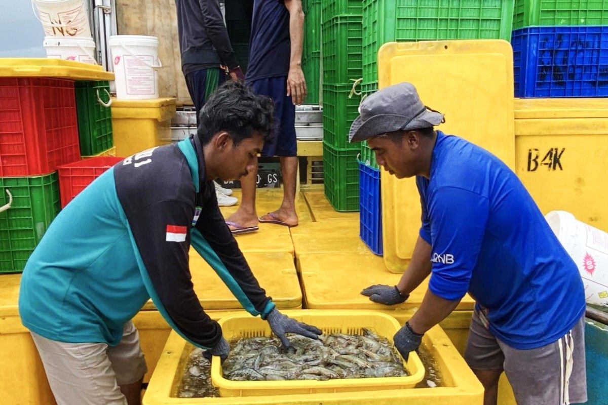 C Kalimantan develops estate to support national shrimp management