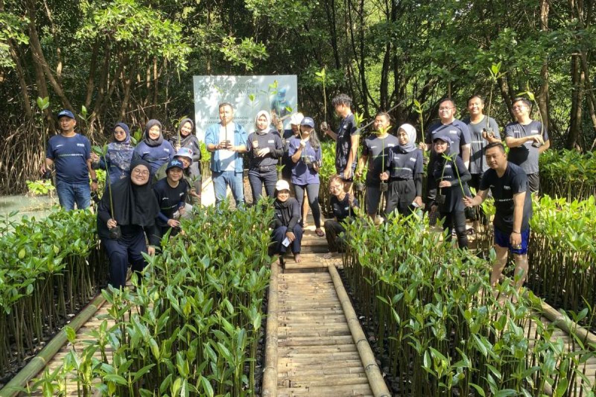 Peringati Hari Mangrove Sedunia, PNM Peduli tanam 50.000 pohon mangrove di 14 wilayah