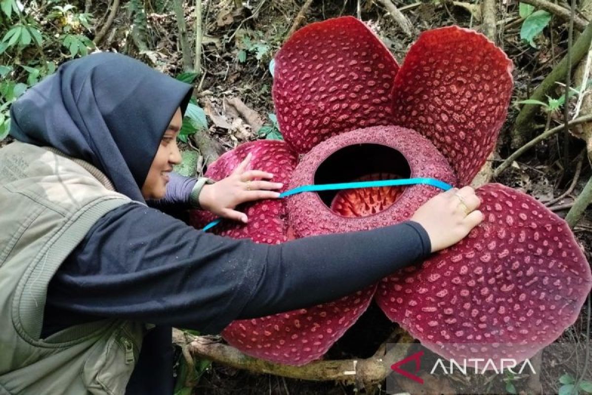 Bunga Rafflesia Tuan-Mudae mekar sempurna di Marambuang Agam