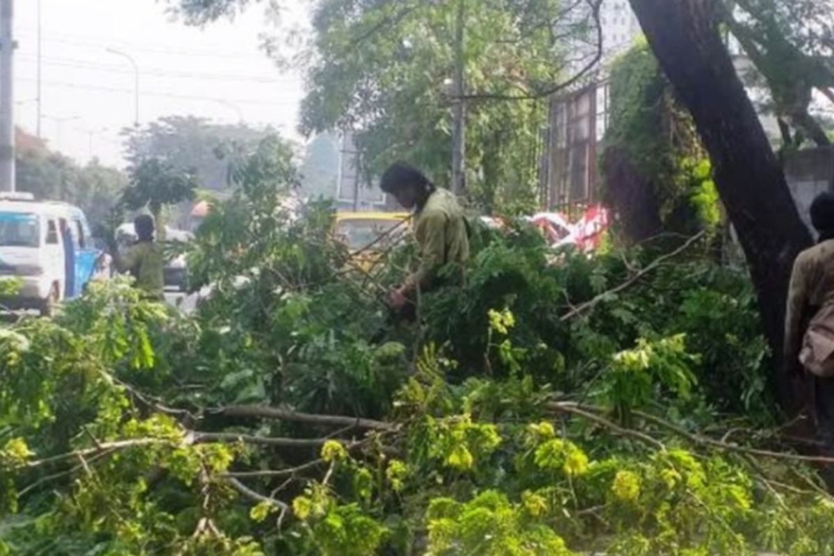 Pertamanan Jakbar pangkas pohon di Cengkareng tindaklanjuti laporan