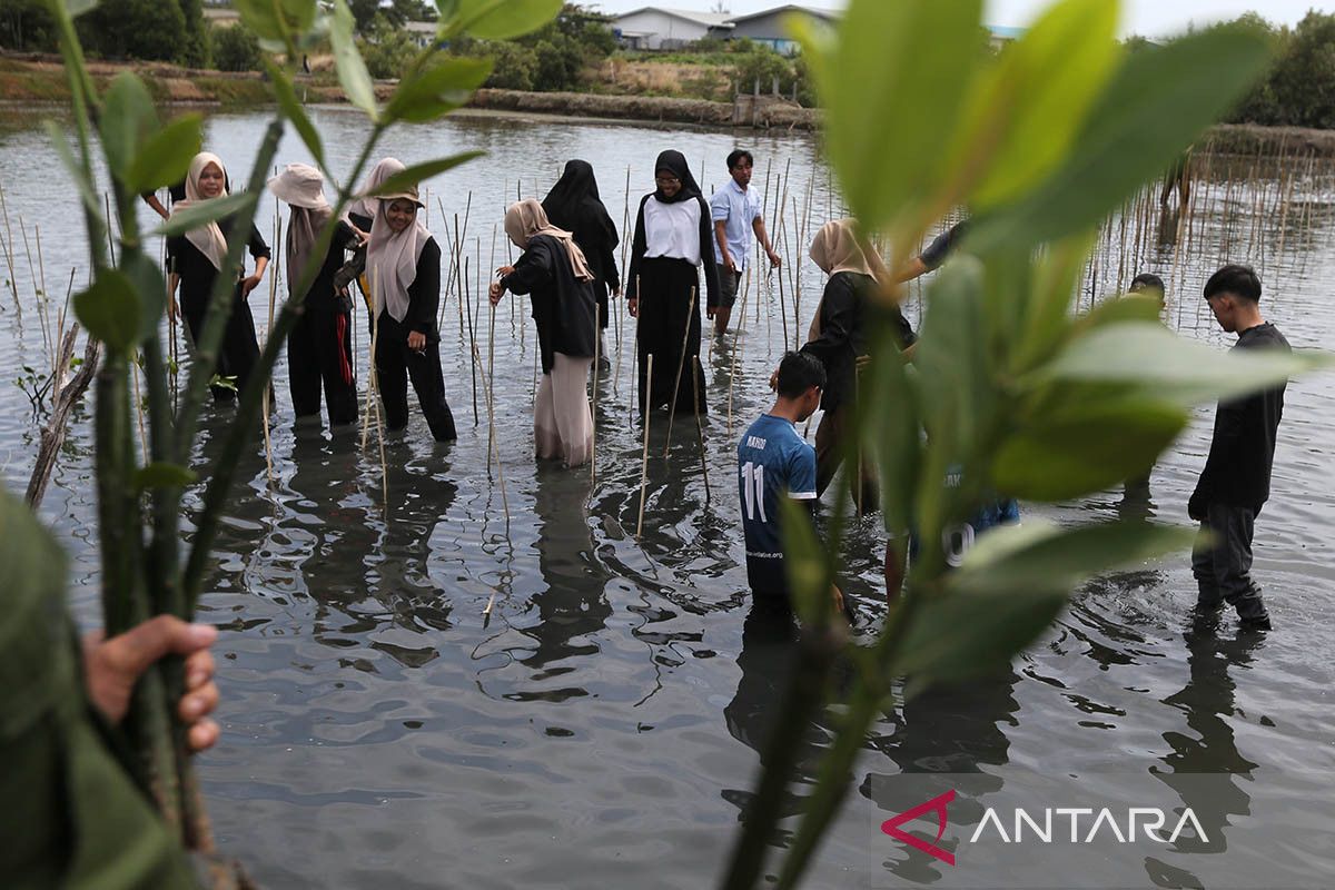 FOTO - Penanaman mangrove ruang terbuka hijau