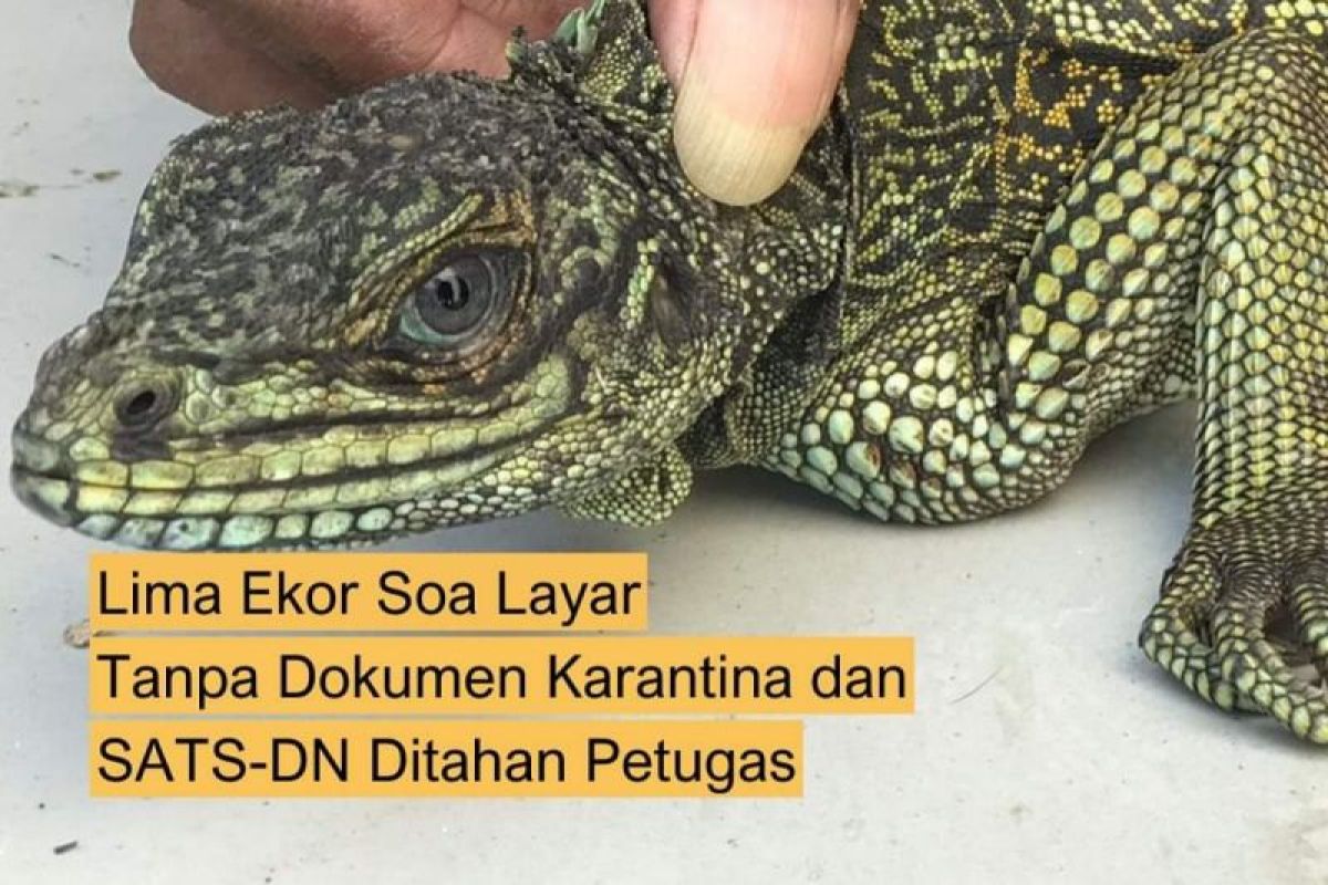 Karantina tahan hewan reptil tanpa kantongi SATS-DN