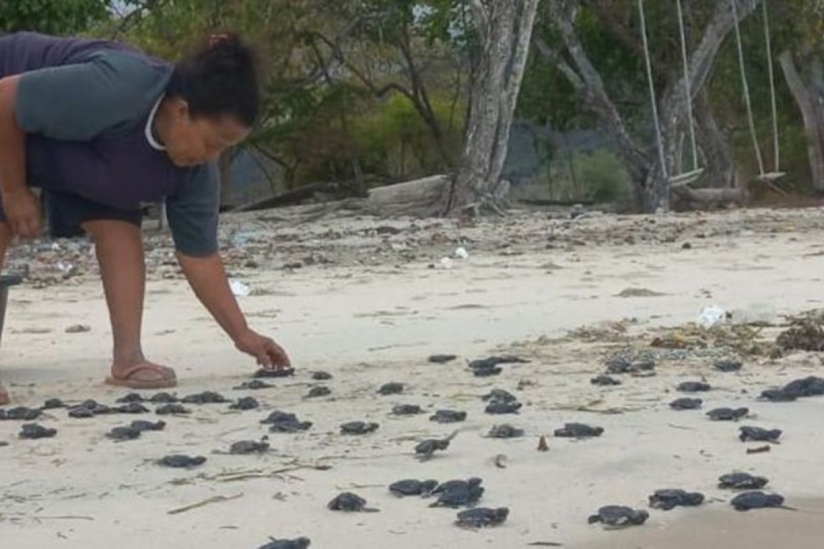 Pokmaswas desa lepasliarkan 275 tukik di pantai Solor Selatan NTT