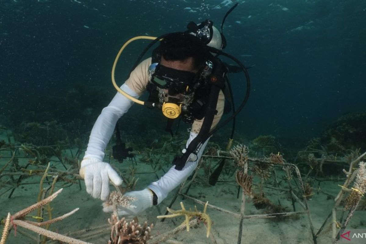 Balai Besar TNTC lakukan transplantasi terumbu karang di Pulau Apimasum