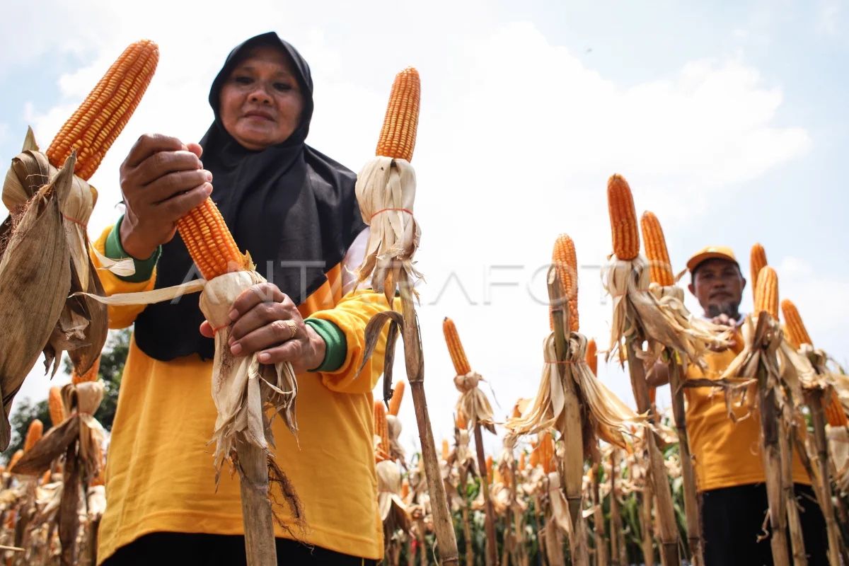 BRIN kembangkan varietas jagung tahan hama dan perubahan iklim