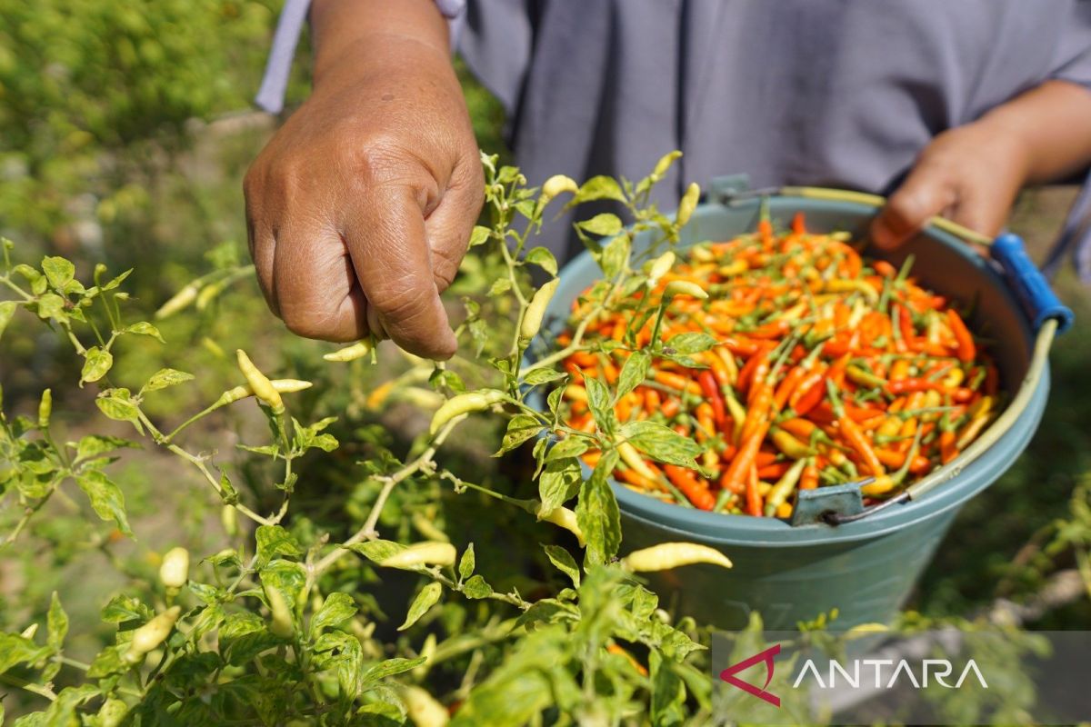 Pemkab Gorontalo antisipasi kenaikan harga cabai