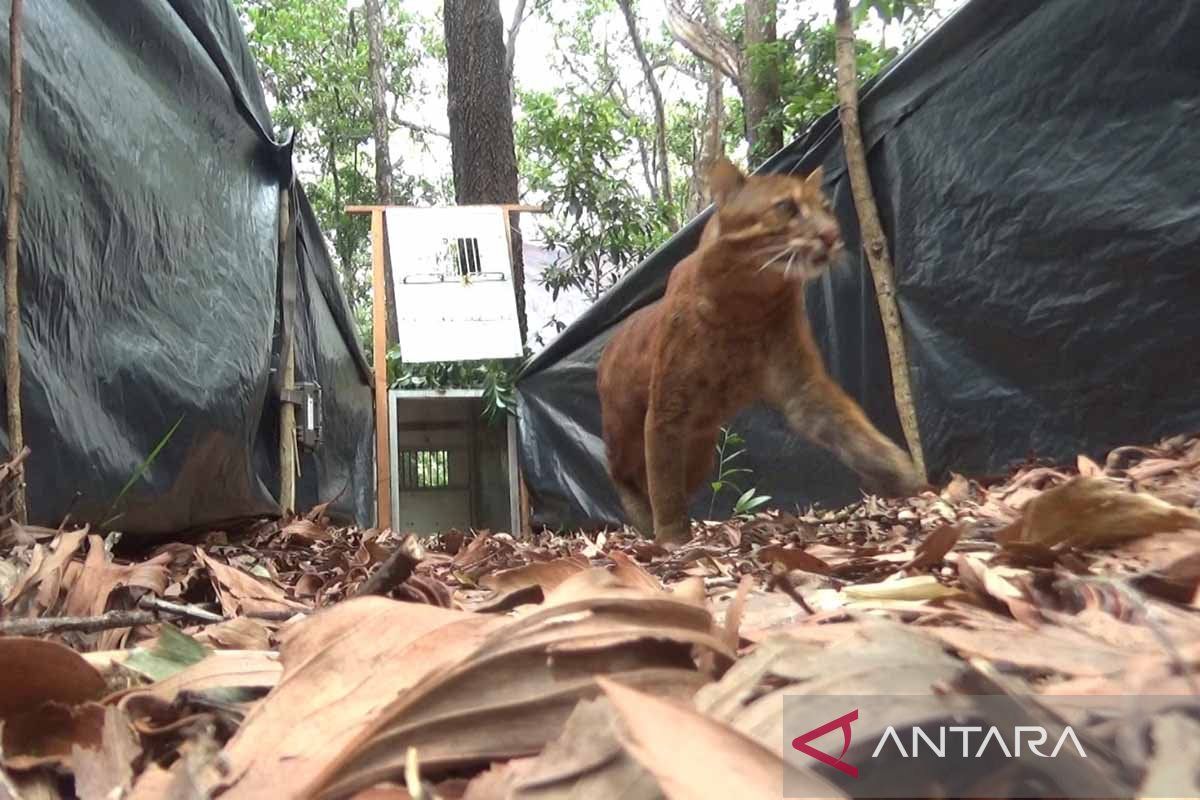 BKSDA lepas liarkan kucing emas dan owa siamang di TWA Jantho