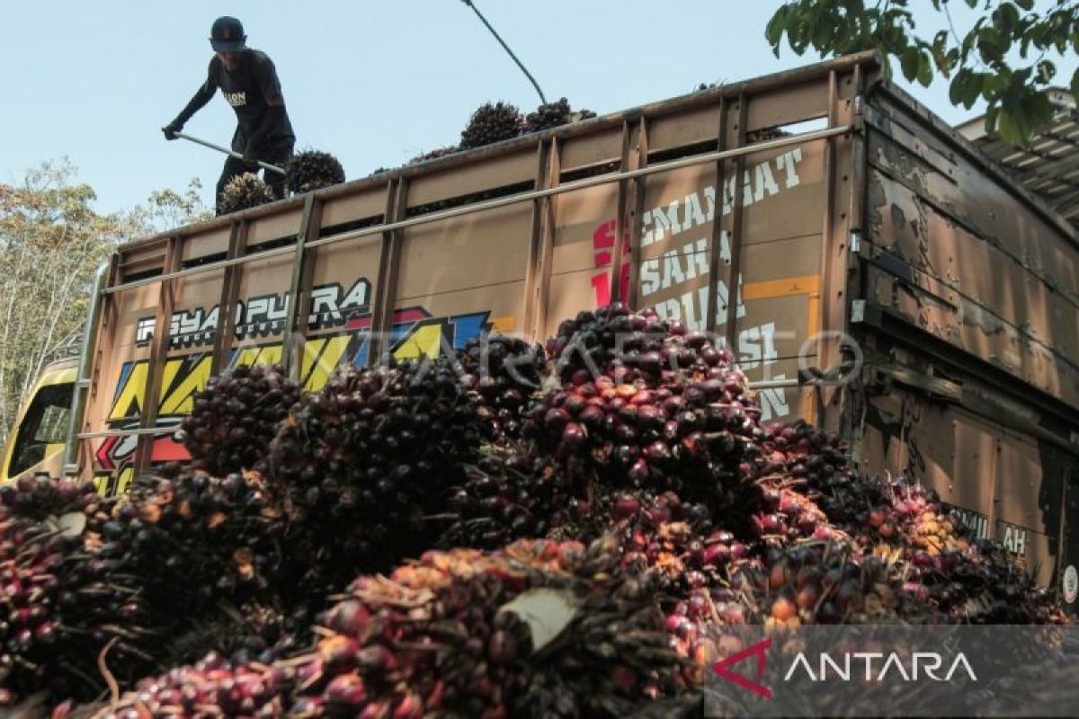 Laba bersih STA Resources naik 185,7 persen yoy pada kuartal II 2024