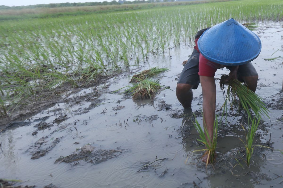 BRIN-Pemkot Semarang kaji padi biosalin untuk capai kemandirian pangan