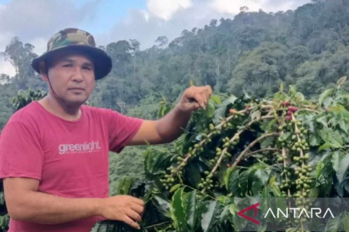 Petani kopi apresiasi Wakil Bupati Madina karena sudah melakukan langkah ini