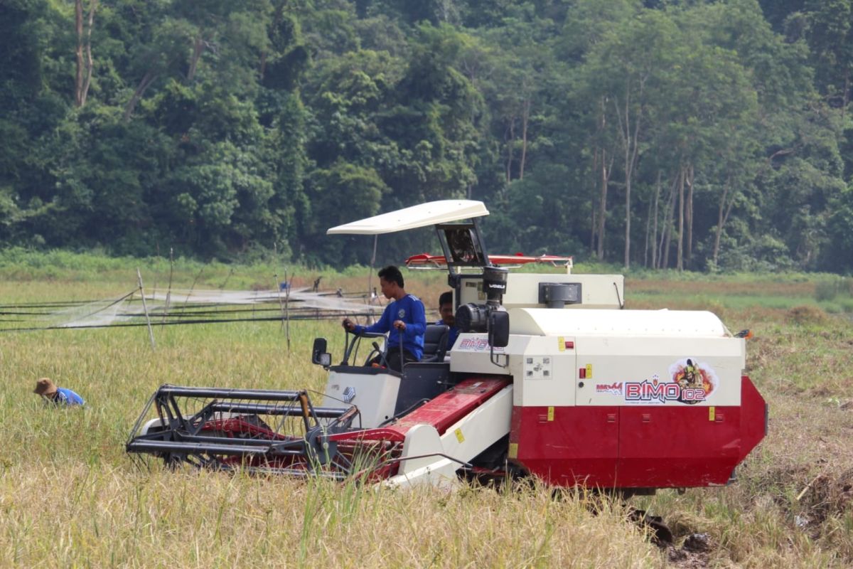 Harga gabah tingkat petani di Lampung pada Juli Rp6.565 per kilogram