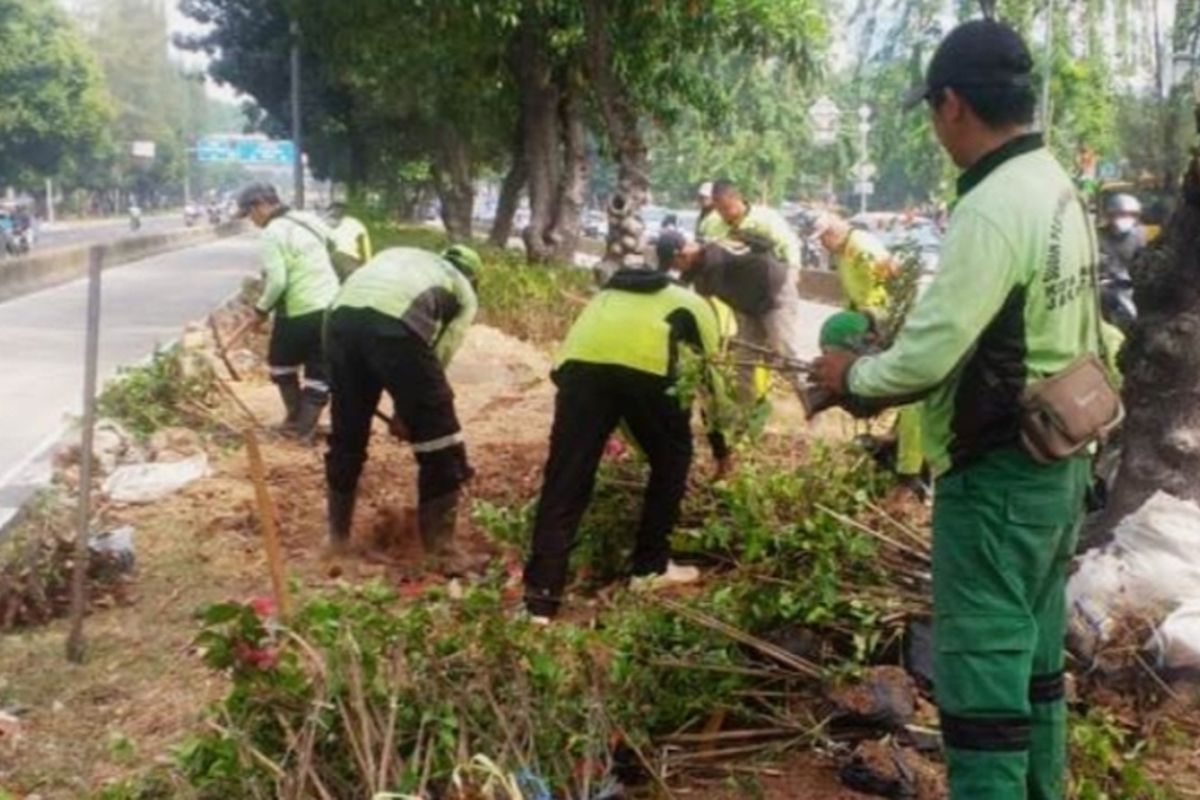 Jalur hijau busway di Jalan Kyai Tapa dihiasi ribuan tanaman hias