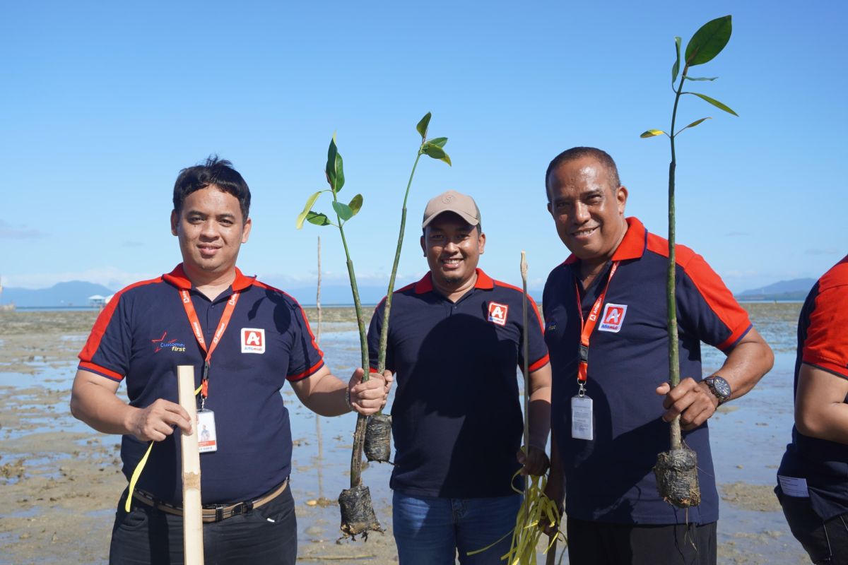 Alfamidi Kendari tanam 1.500 mangrove di Konawe peringati HUT ke-17