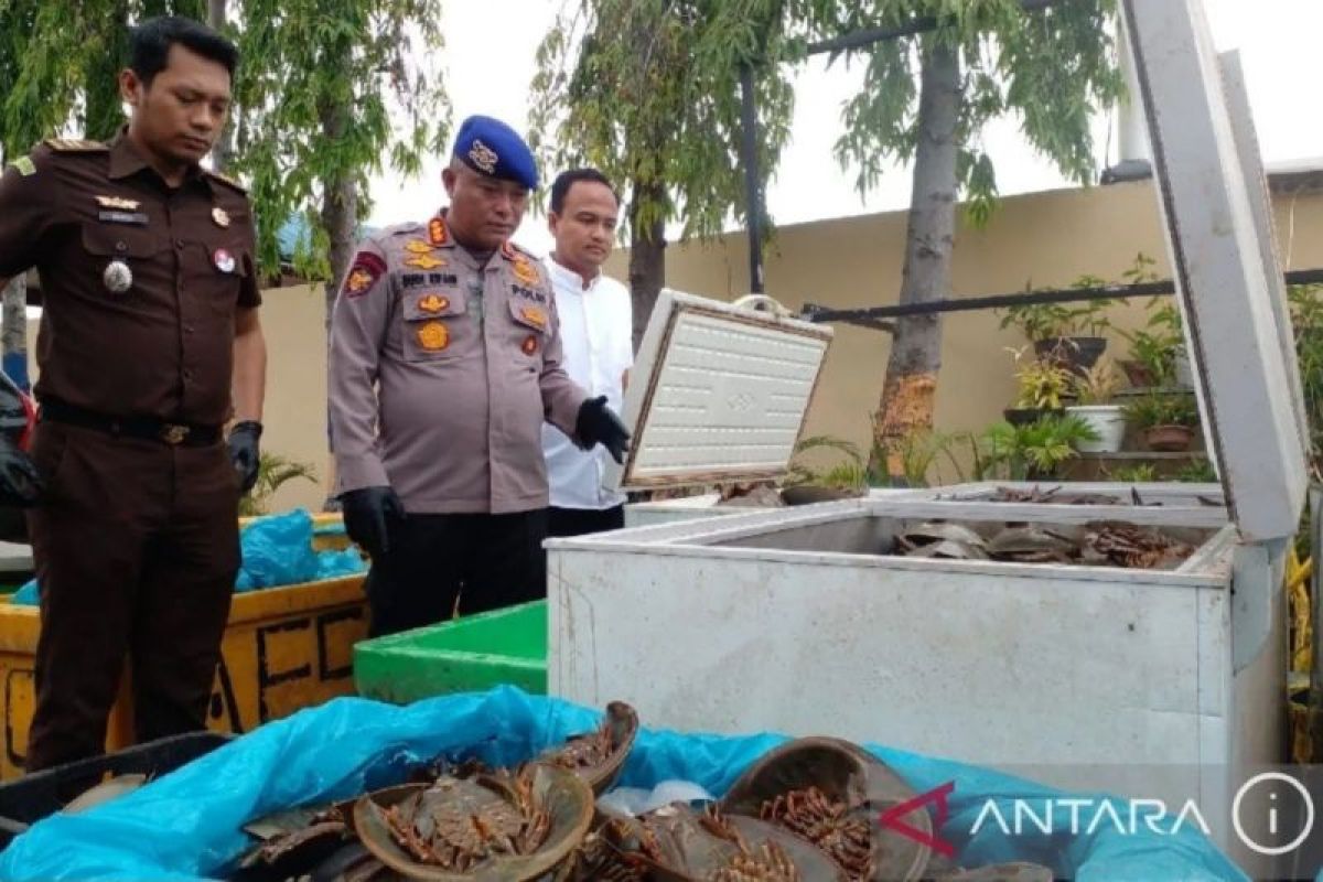 Segini hukuman untuk warga Serdang Badagai terdakwa penjual 1.600 belangkas