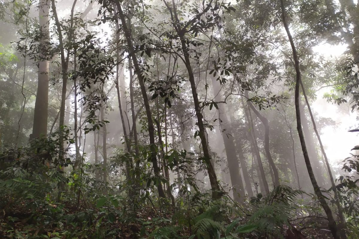 Subulussalam usulkan 600 hektare hutan dikelola masyarakat adat