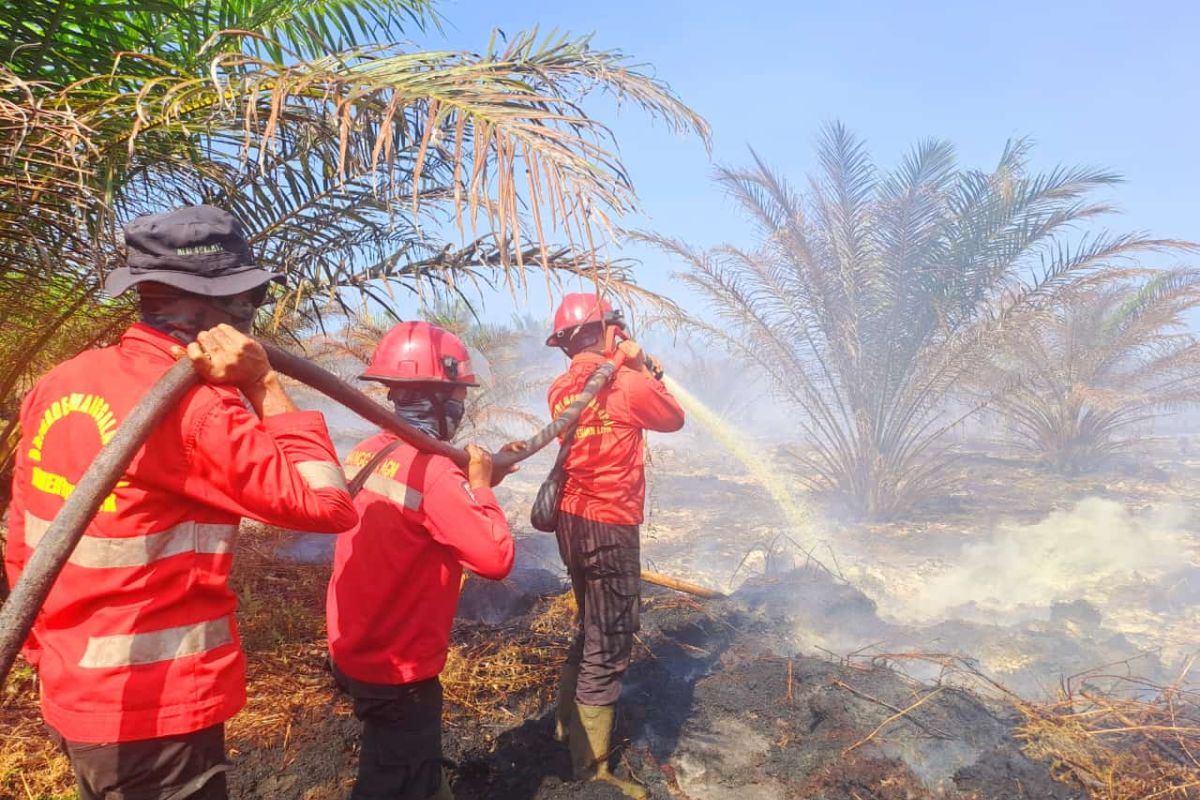 Karhutla terjadi pada lahan perusahaan di Siak seluas 3 hektare