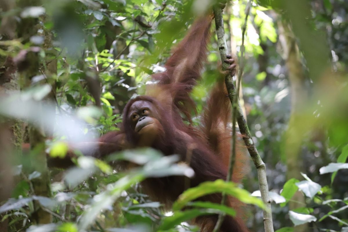 KLHK lepasliarkan dua orangutan di Taman Nasional BKDS Kalimantan Barat