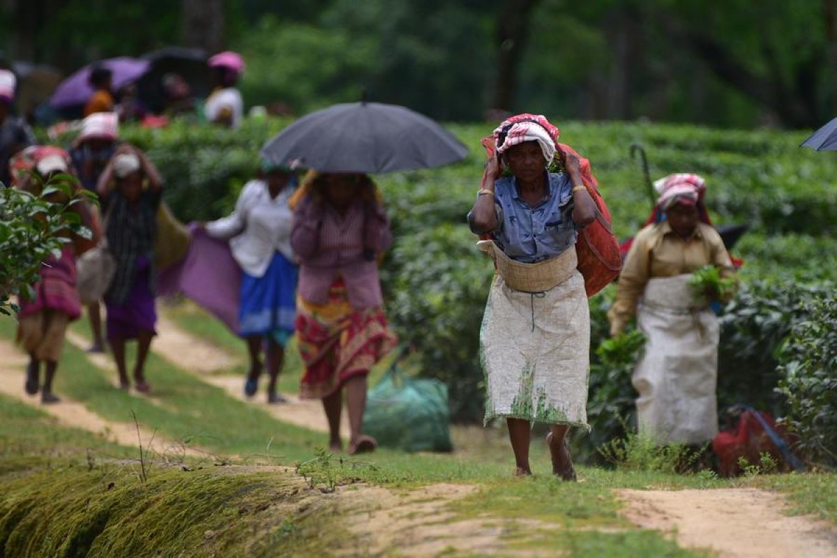 Melihat lebih dekat aktivitas memetik daun teh di Assam, India