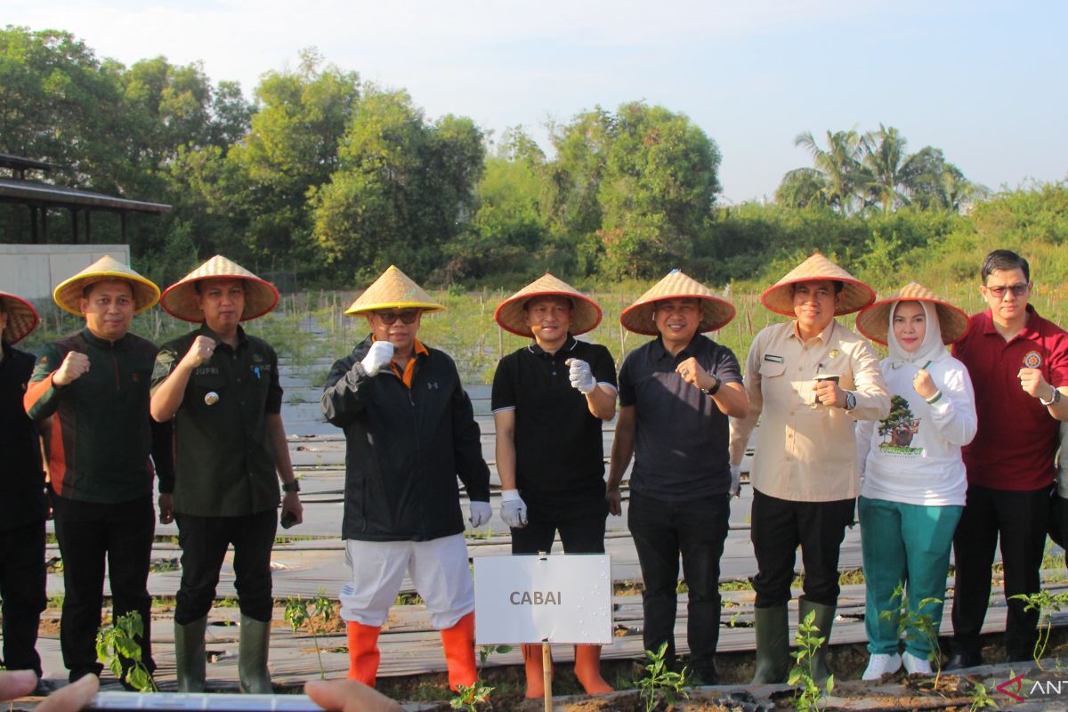 Kota Palembang sulap 10 hektare lahan kosong untuk tanam cabe