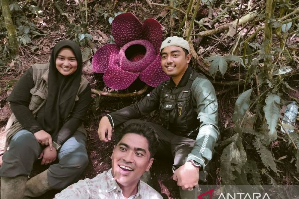 Pemkab Agam gencar promosikan potensi bunga rafflesia