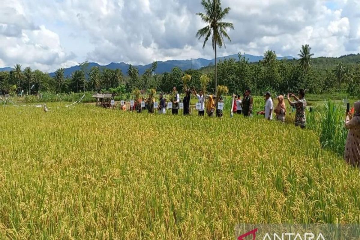 Dinas Pertanian Kulon Progo mencatat hasil panen pada Juli 6.715 ton