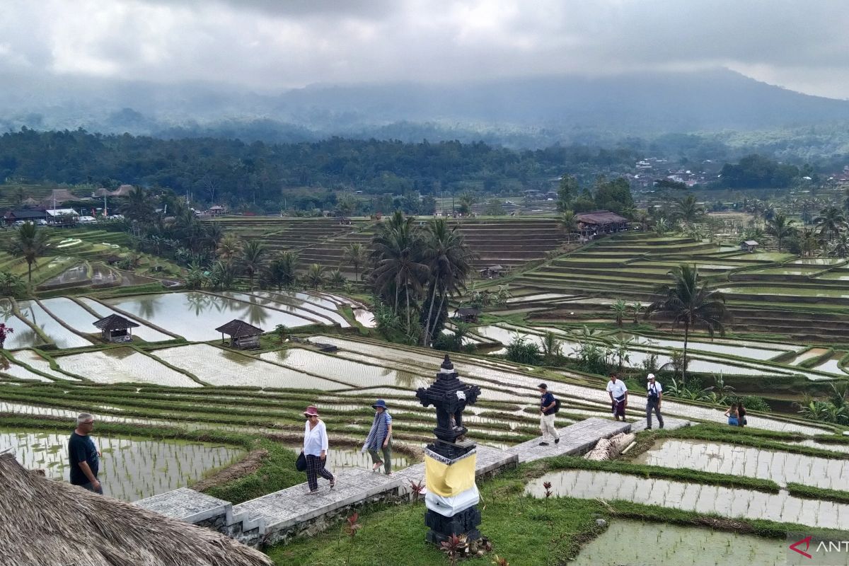 DTW Jatiluwih Bali tambah kantong parkir hadapi lonjakan pengunjung