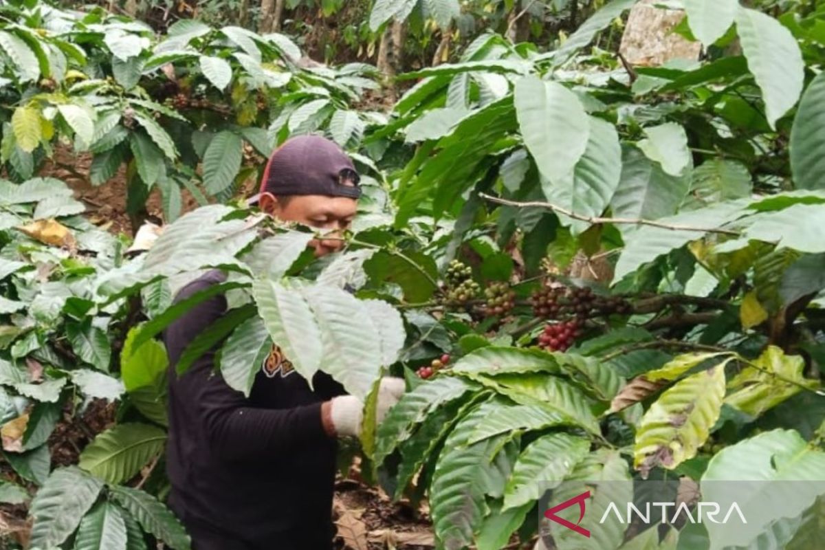 Petani kopi di Pegunungan Muria diuntungkan kenaikan harga kopi