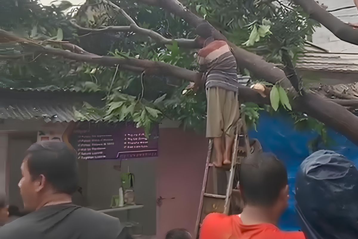 Enam rumah di Ciputat Tangsel rusak tertimpa pohon tumbang