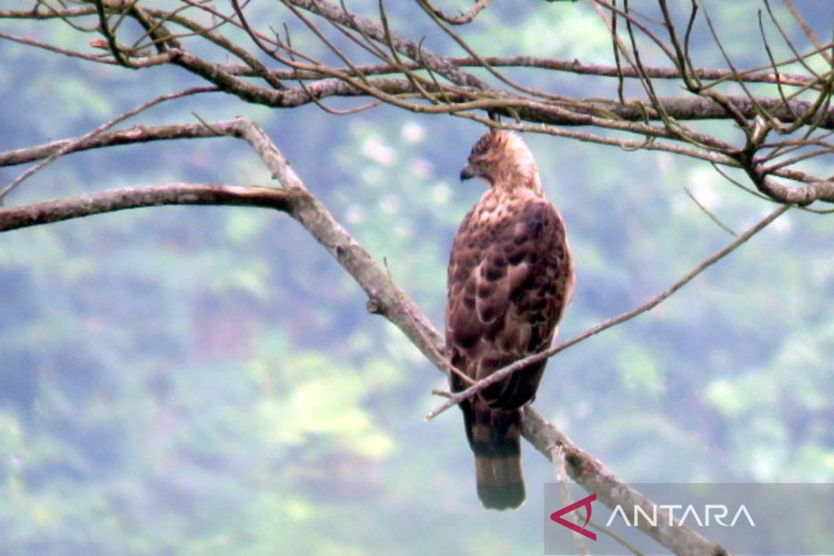 Menjaga populasi elang jawa, penguasa langit di Gunung Ciremai