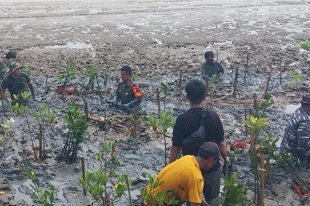 TNI tanam 1.000 pohon mangrove di pesisir Pantai Kasemen Kota Serang-Banten