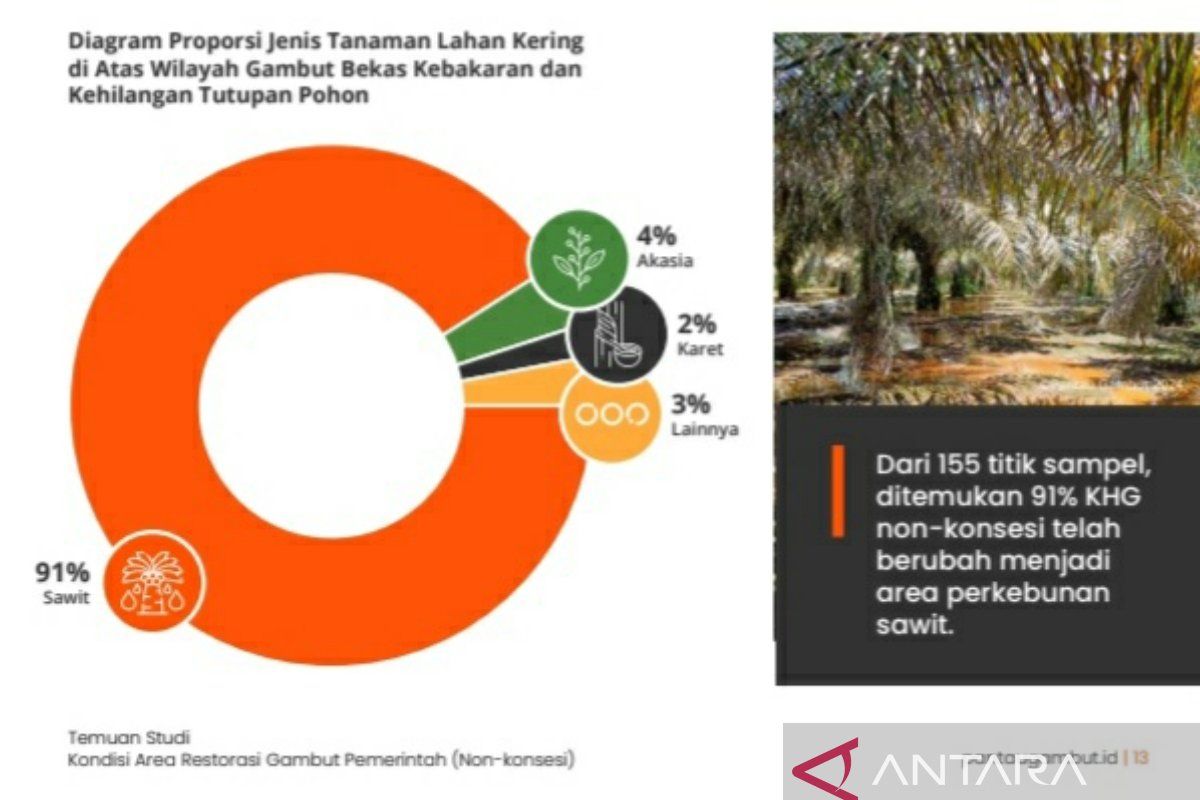 Pantau Gambut gencar kampanye lindungi lahan gambut di Sumsel