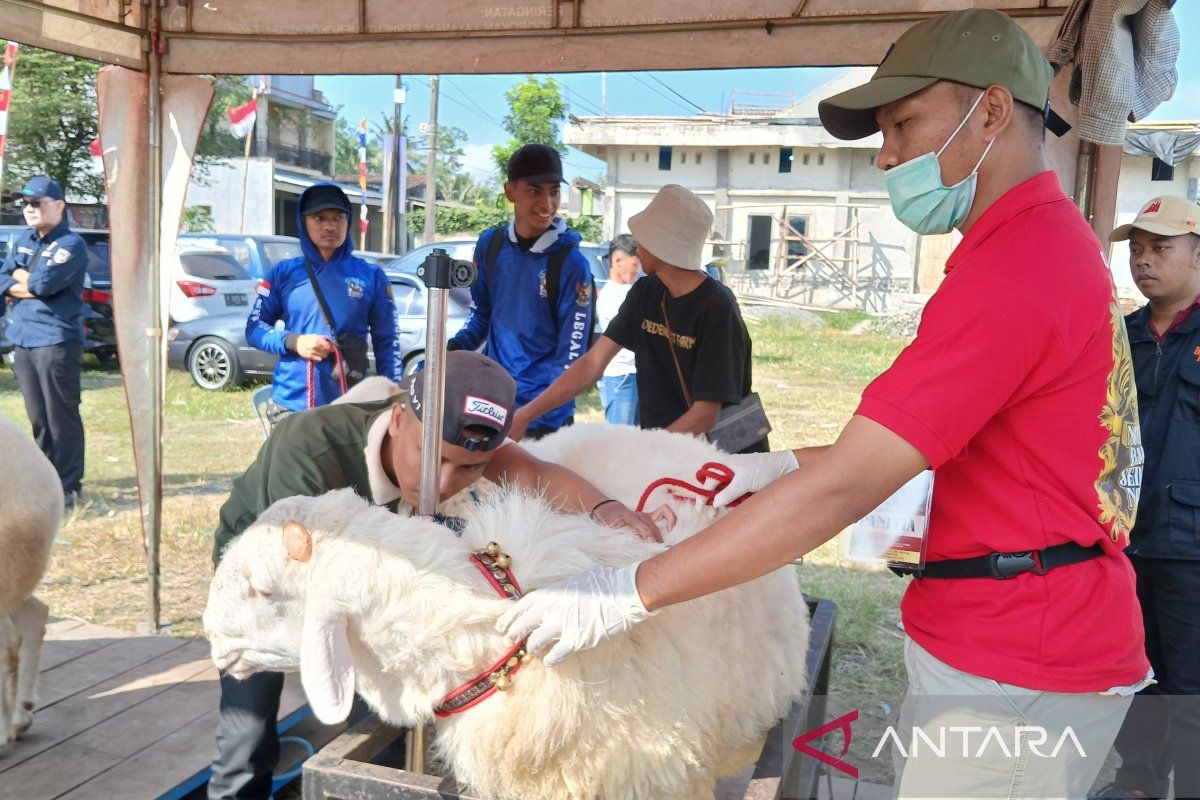 400 domba ikuti kontes nasional di Magelang