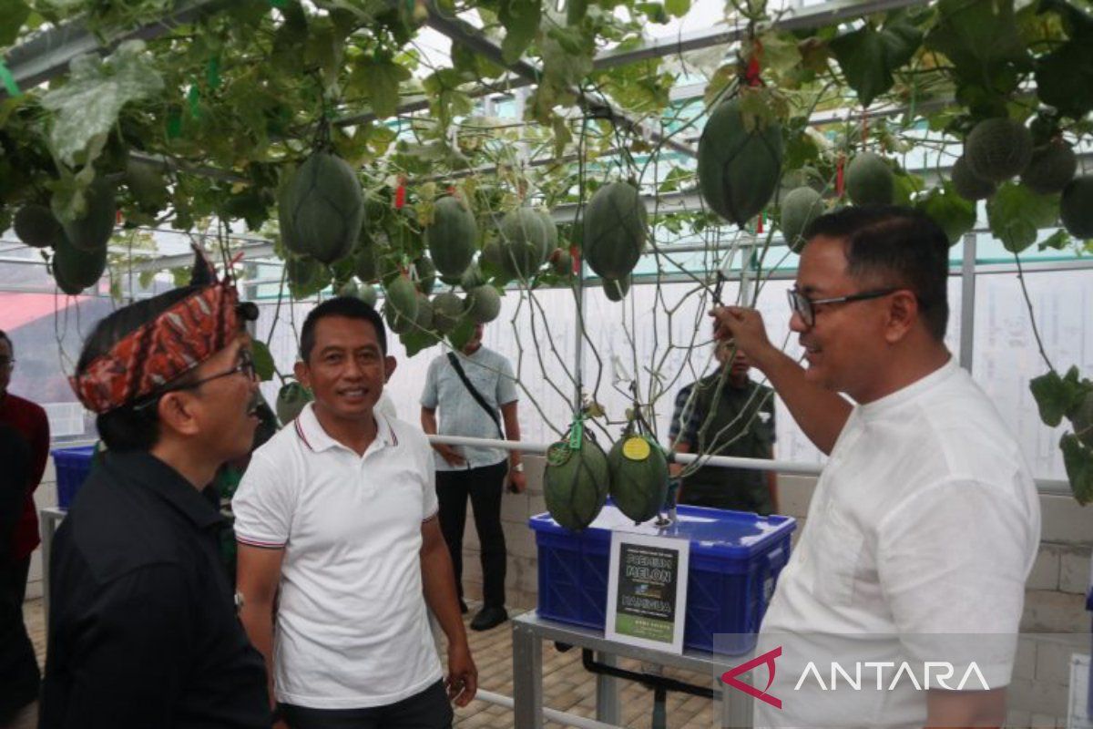 Kuningan bantu petani kembangkan buah melon dengan pertanian modern